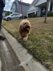 Found/Stray Unknown Dog last seen Rockmore and Ashdale, Greer, SC 29651