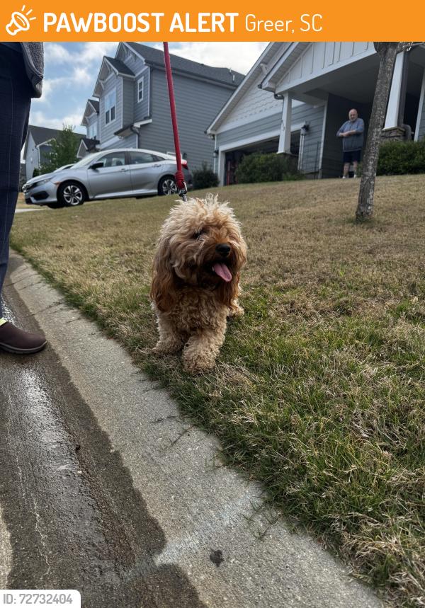 Found/Stray Unknown Dog last seen Rockmore and Ashdale, Greer, SC 29651