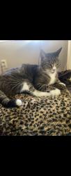 Lost Male Cat last seen Near Oaklando Drive, Altamonte Springs, FL 32714