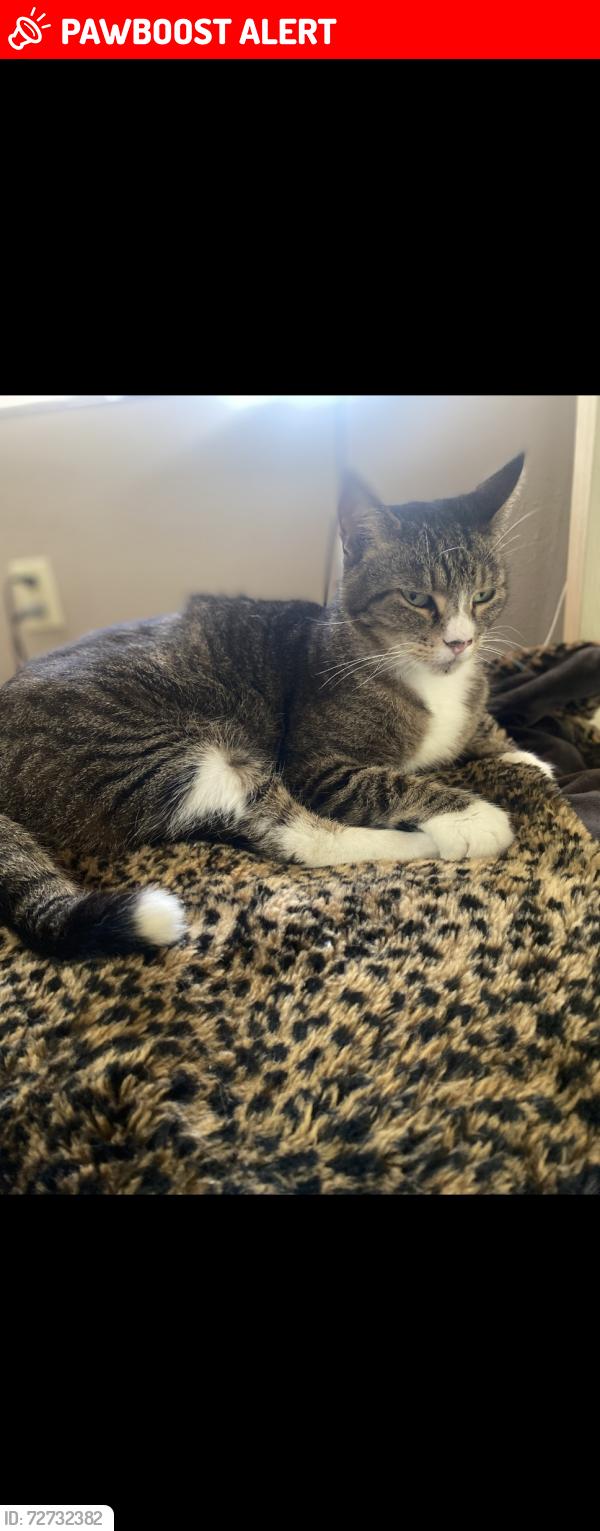 Lost Male Cat last seen Near Oaklando Drive, Altamonte Springs, FL 32714