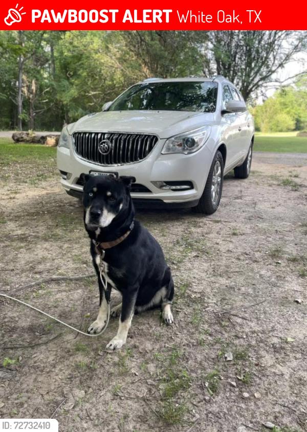 Lost Male Dog last seen Center St & High way 80, White Oak, TX 75693