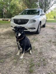Lost Male Dog last seen Center St & High way 80, White Oak, TX 75693
