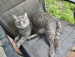 Lost Male Cat last seen Olivieri/Bark/De Laura, Virginia Beach, VA 23455
