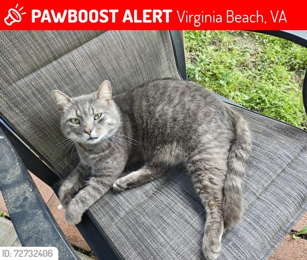Lost Male Cat last seen Olivieri/Bark/De Laura, Virginia Beach, VA 23455