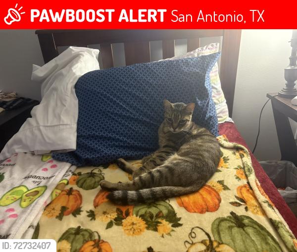 Lost Male Cat last seen Cable Ranch Road and Lakeside, San Antonio, TX 78245