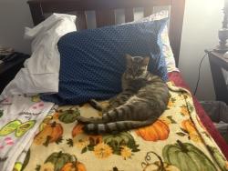 Lost Male Cat last seen Cable Ranch Road and Lakeside, San Antonio, TX 78245
