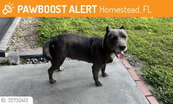 Found/Stray Unknown Dog last seen Near ave sw 252 street, Homestead, FL 33031