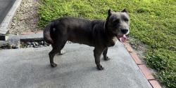 Found/Stray Unknown Dog last seen Near ave sw 252 street, Homestead, FL 33031