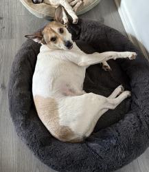 Lost Male Dog last seen Summerfield neighborhood on Baker Road, Acworth, GA 30144