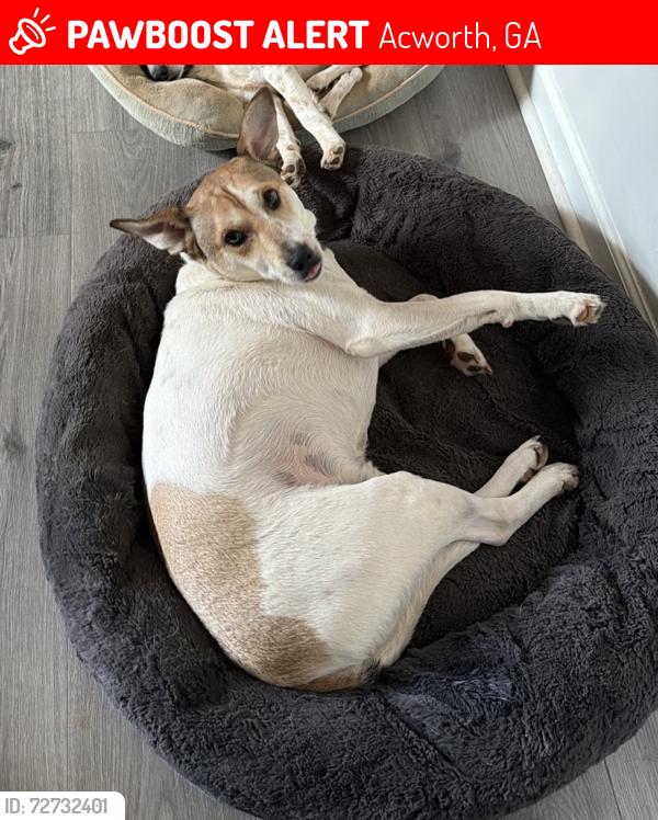 Lost Male Dog last seen Summerfield neighborhood on Baker Road, Acworth, GA 30144