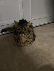 Found/Stray Male Cat last seen Warm springs , Las Vegas, NV 89104