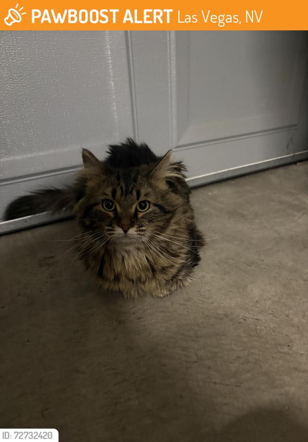 Found/Stray Male Cat last seen Warm springs , Las Vegas, NV 89104