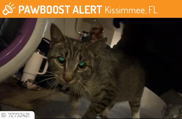 Found/Stray Unknown Cat last seen Kensington apmts , Kissimmee, FL 34741