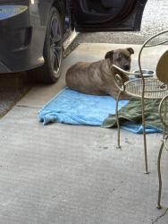 Found/Stray Unknown Dog last seen Under & Pine, Rio Rancho, NM 87144