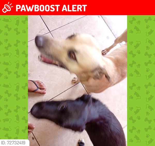 Lost Male Dog last seen Rua boa esperança , Fazenda do Benito, MG 