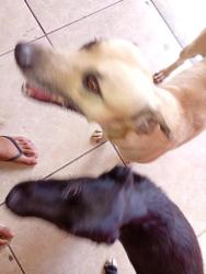 Lost Male Dog last seen Rua boa esperança , Fazenda do Benito, MG 