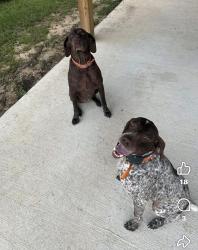 Lost Female Dog last seen Mt carmel rd, Lauderdale County, MS 39305