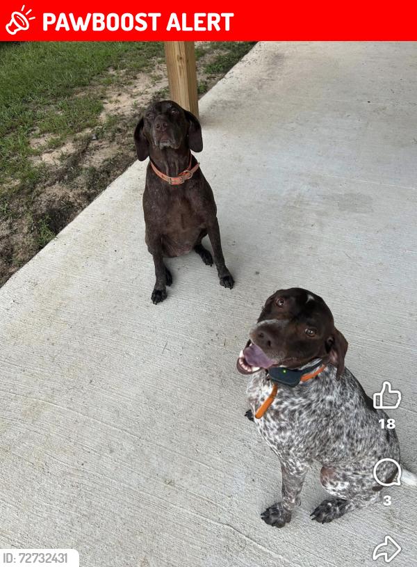 Lost Female Dog last seen Mt carmel rd, Lauderdale County, MS 39305