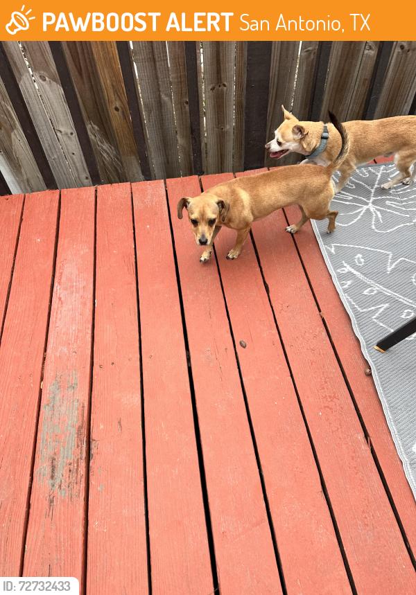 Found/Stray Unknown Dog last seen N new Braunfels n Nolan, San Antonio, TX 78202