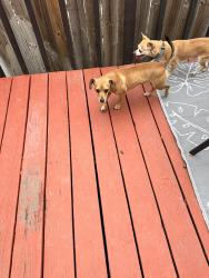 Found/Stray Unknown Dog last seen N new Braunfels n Nolan, San Antonio, TX 78202