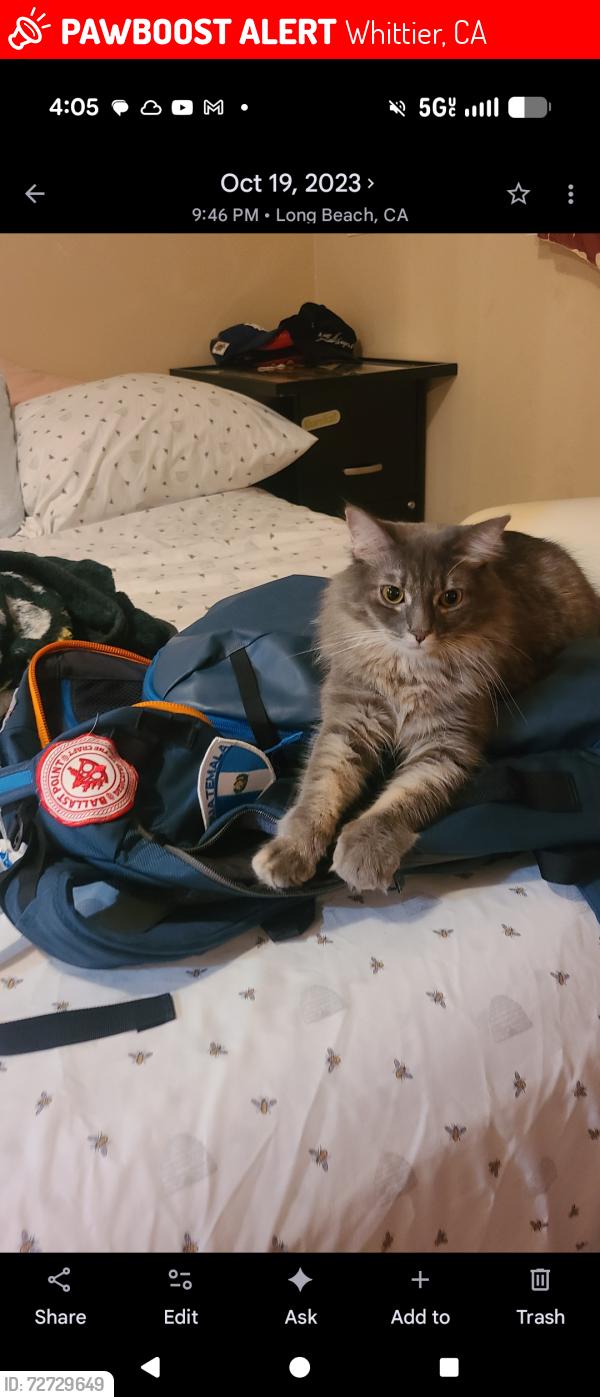 Lost Female Cat last seen Leftingwell , Whittier, CA 90604