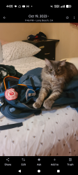 Lost Female Cat last seen Leftingwell , Whittier, CA 90604