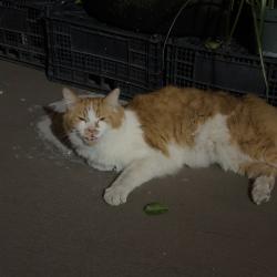 Found/Stray Unknown Cat last seen Clary Ave , near Mission Church, San Gabriel, CA 91776