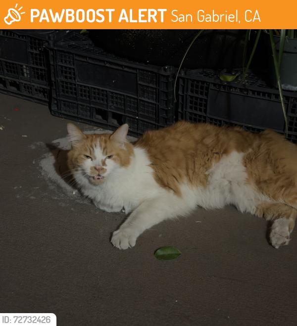Found/Stray Unknown Cat last seen Clary Ave , near Mission Church, San Gabriel, CA 91776