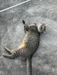 Lost Male Cat last seen Providence blvd, Deltona, FL 32725