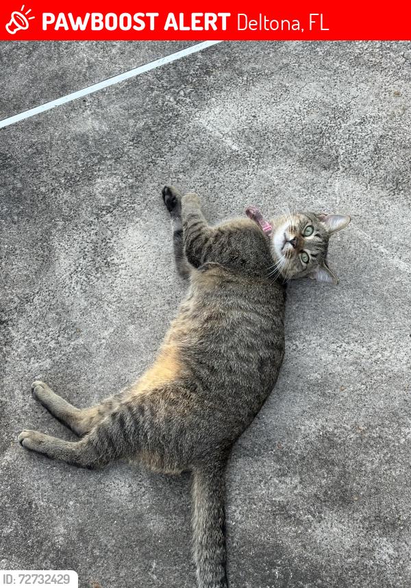 Lost Male Cat last seen Providence blvd, Deltona, FL 32725