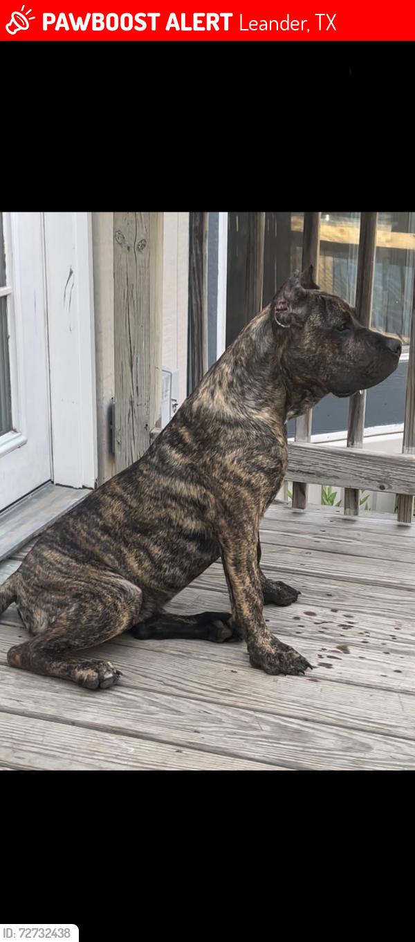 Lost Male Dog last seen Accusharp , Leander, TX 78641