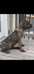 Lost Male Dog last seen Accusharp , Leander, TX 78641