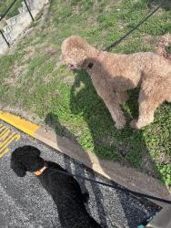 Found/Stray Unknown Dog last seen QT on big bend , Maplewood, MO 63143