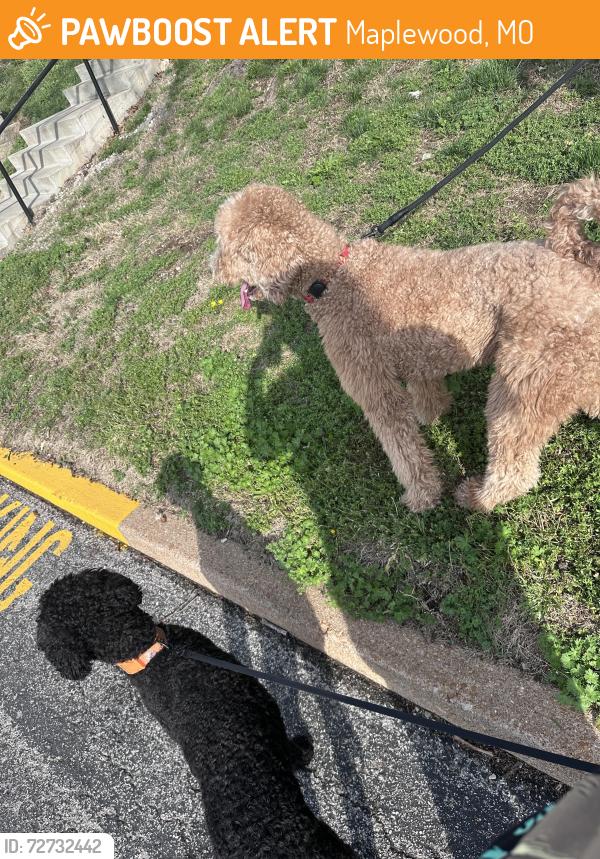 Found/Stray Unknown Dog last seen QT on big bend , Maplewood, MO 63143