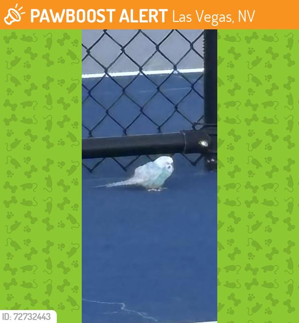 Found/Stray Unknown Bird last seen on the pickleball courts opposite Sunstone Trilogy clbh, Las Vegas, NV 89143