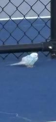 Found/Stray Unknown Bird last seen on the pickleball courts opposite Sunstone Trilogy clbh, Las Vegas, NV 89143