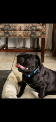 Lost Male Dog last seen NW 11th St and Vermont, Oklahoma City, OK 73107