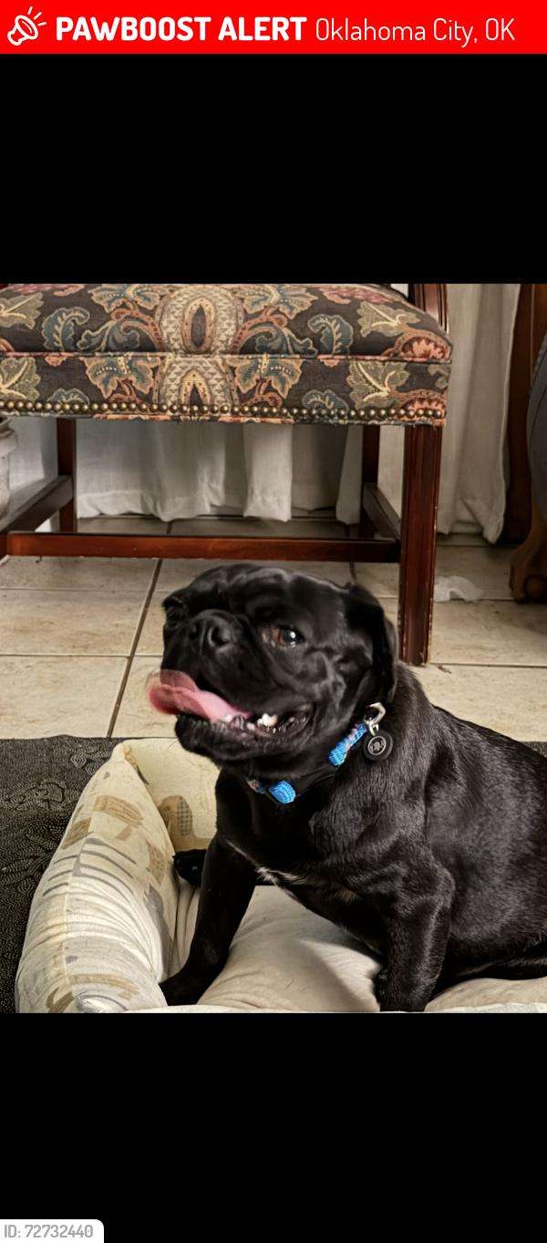 Lost Male Dog last seen NW 11th St and Vermont, Oklahoma City, OK 73107