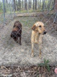 Found/Stray Male Dog last seen Papas Pizza, Dalton, GA 30721