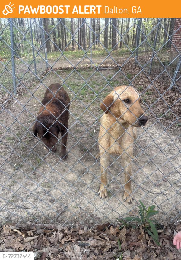 Found/Stray Male Dog last seen Papas Pizza, Dalton, GA 30721