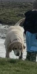 Lost Male Dog last seen Vrooman and Moscow rd, Spring Arbor, MI 49283