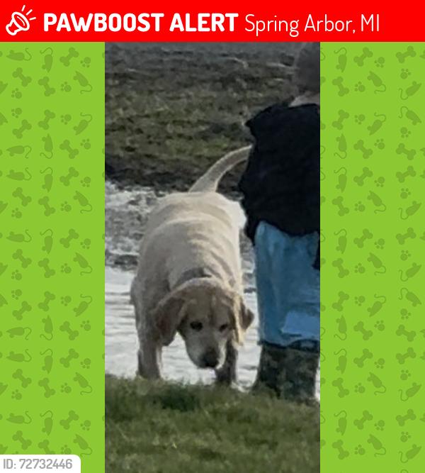 Lost Male Dog last seen Vrooman and Moscow rd, Spring Arbor, MI 49283