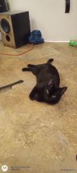 Lost Female Cat last seen Highway 72 and foote McClellan road and hardman morris road intersection , Colbert, GA 30628