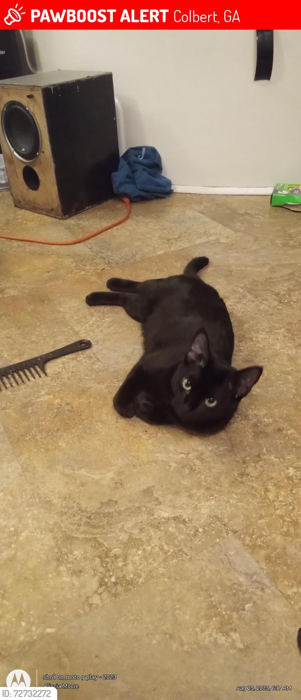 Lost Female Cat last seen Highway 72 and foote McClellan road and hardman morris road intersection , Colbert, GA 30628