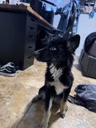 Found/Stray Female Dog last seen Near Carwash, Phoenix, AZ 85029
