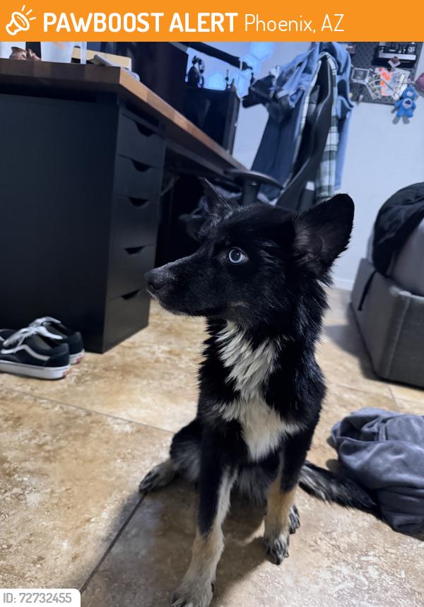 Found/Stray Female Dog last seen Near Carwash, Phoenix, AZ 85029