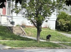 Found/Stray Unknown Dog last seen Between Friendly Ave. and Rolling , Greensboro, NC 27403