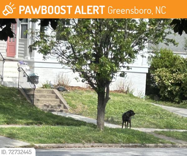 Found/Stray Unknown Dog last seen Between Friendly Ave. and Rolling , Greensboro, NC 27403