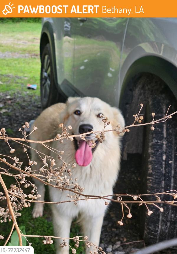 Found/Stray Unknown Dog last seen Location , Bethany, LA 71007
