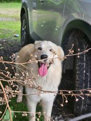 Found/Stray Unknown Dog last seen Location , Bethany, LA 71007